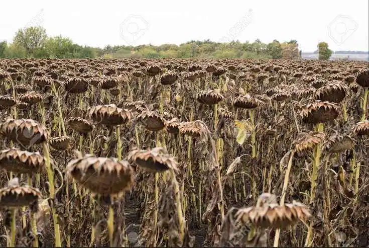 A field of dried, brown, withered sunflowers, all drooping and lifeless, with the overlaid text 'i'm not lazy, i'm just…