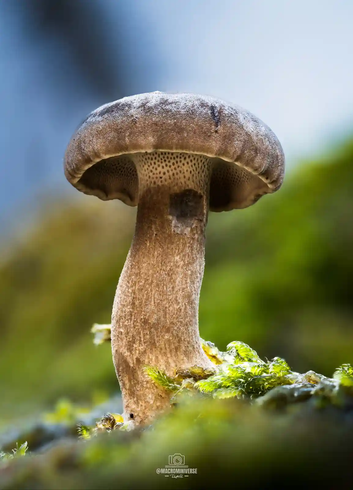 A close-up photograph of a brown mushroom with a textured cap and stem, growing from mossy ground. The mushroom's underside…