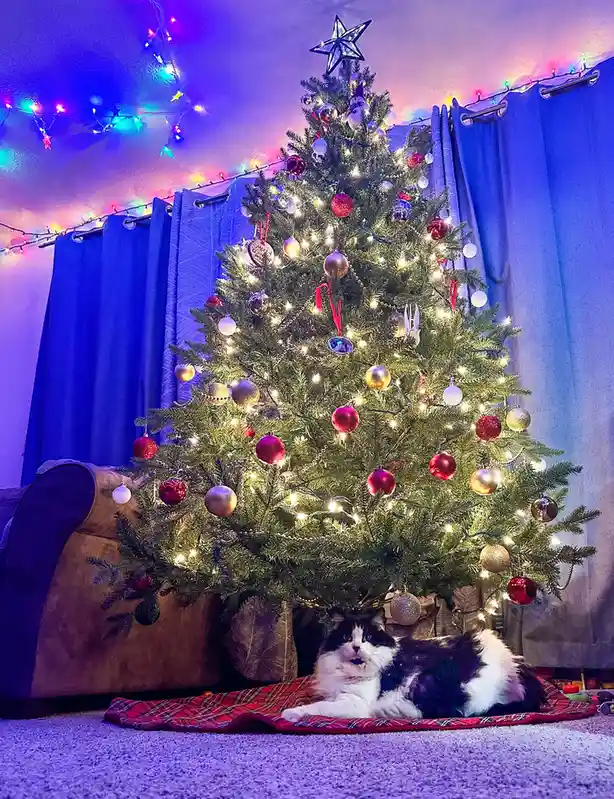A fluffy black-and-white cat is lounging on a red plaid blanket beneath a fully decorated, lit Christmas tree. The tree is…