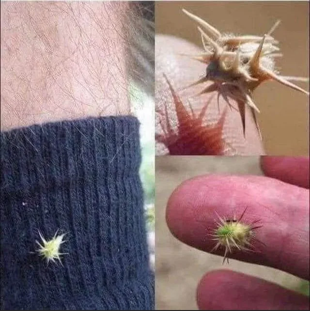 This image is a three-panel collage showing a small, spiky plant seed stuck to a dark blue sock on a person's leg, then…