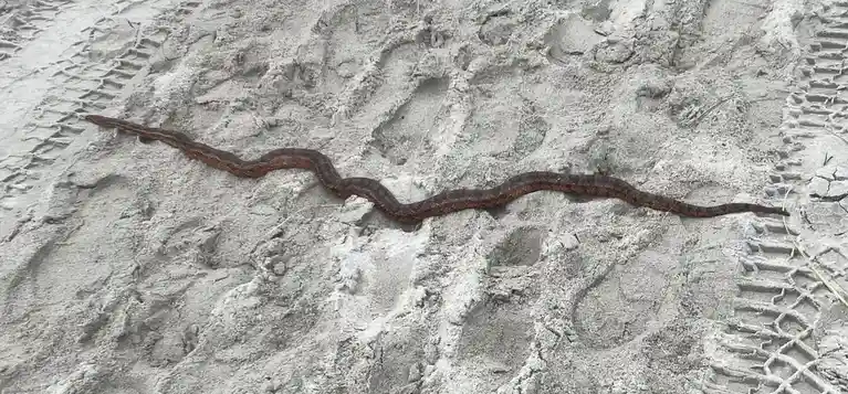 A brown snake with dark blotches lies coiled on light gray sand, surrounded by visible tire tracks and footprints. The…