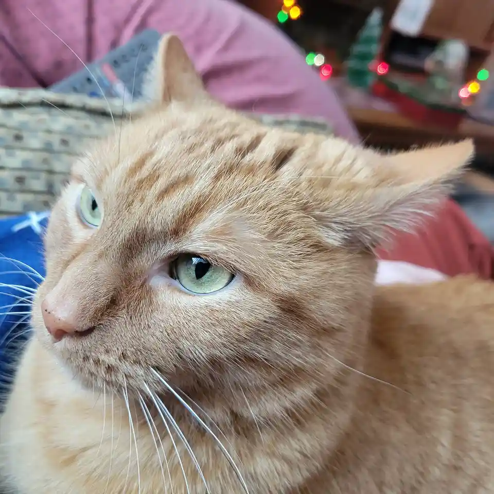 A close-up of an orange tabby cat with green eyes looking off to the side with a bored or unimpressed expression. The…