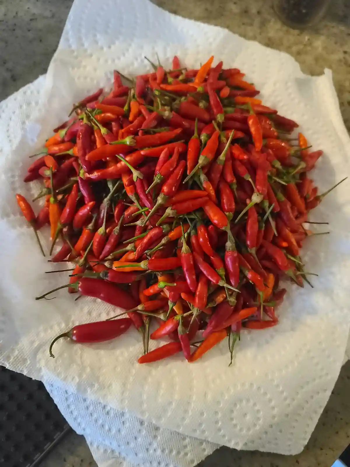Harvest Time: Another Bountiful Tabasco Pepper Collection!