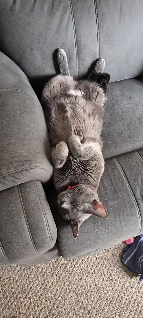 A gray cat is lying on its back on a gray couch, exposing its belly and paws in a relaxed, vulnerable pose. The cat wears a…
