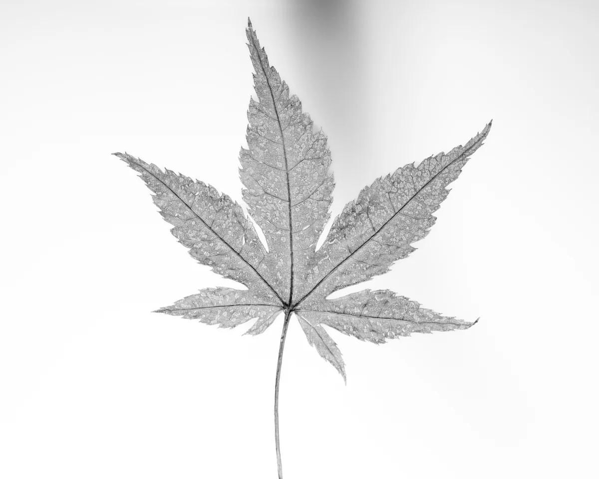 A black-and-white photograph of a single, translucent maple leaf against a plain white background, showing its detailed…