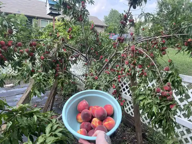 A person holds a light blue bowl filled with freshly picked peaches in front of a heavily laden peach tree in a backyard…