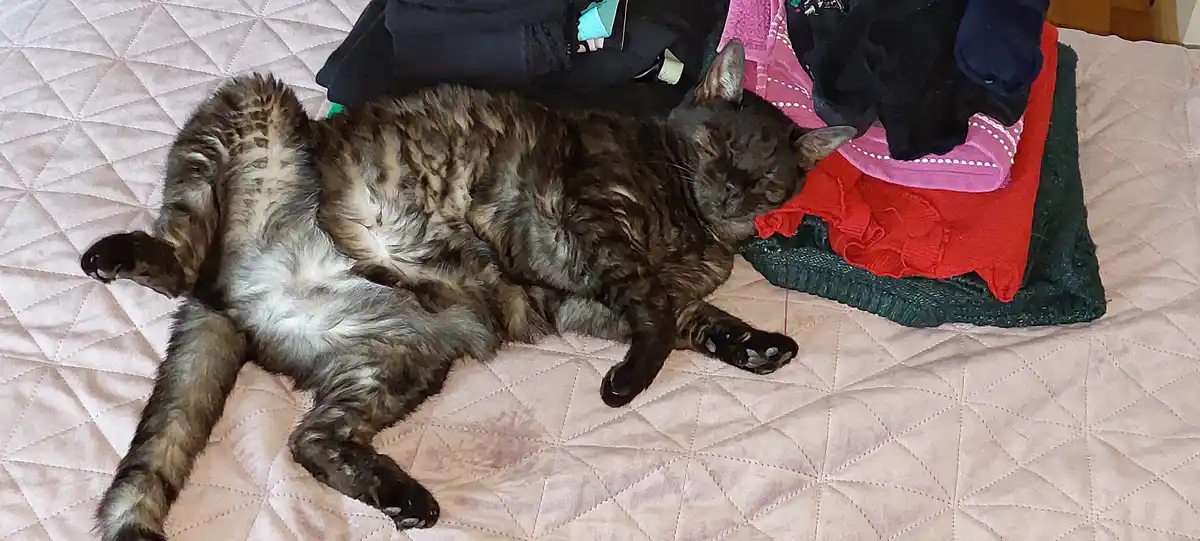 A fluffy tortoiseshell cat is lying on its back on a pink quilted bedspread, paws spread out, appearing deeply asleep…
