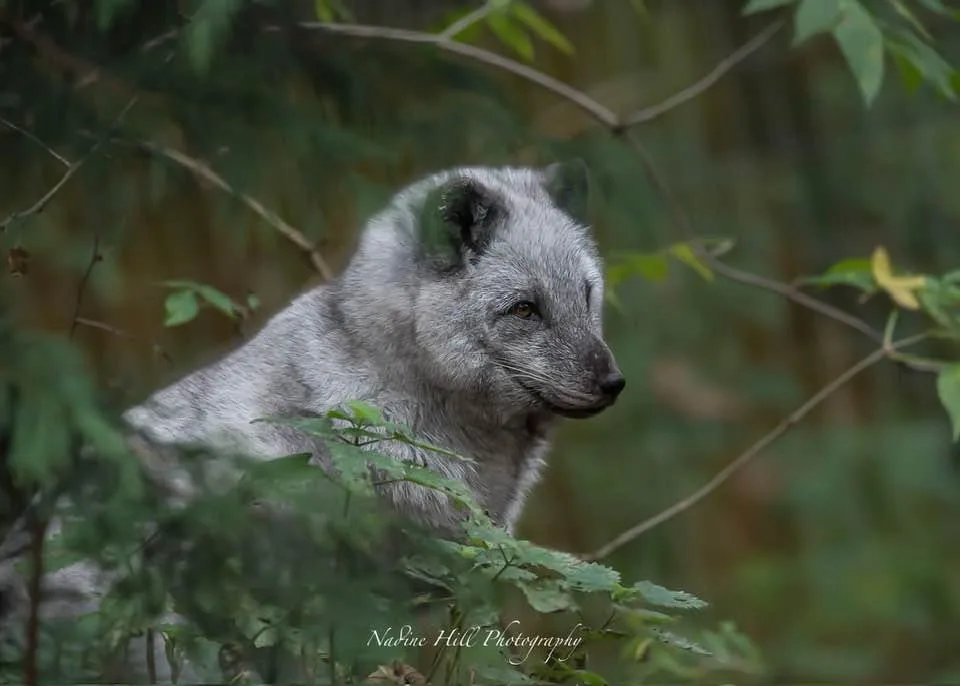 A silver fox is partially hidden among green foliage, looking calmly to the side. The image has a watermark reading 'Navine…