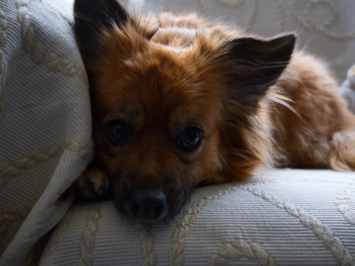 A small brown dog with large, expressive eyes rests its head on a light-colored, textured couch cushion, looking directly at…