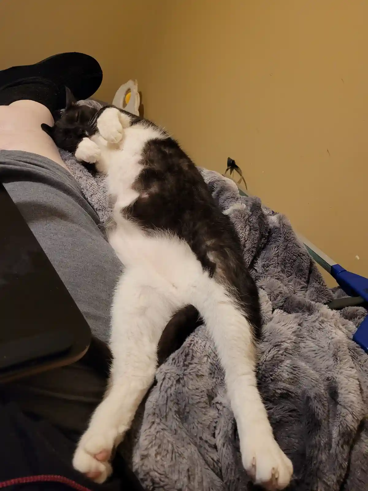 A black and white cat is sleeping soundly on its back on a person's lap, which is covered by a grey blanket. The cat's paws…
