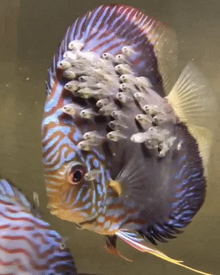 A composite image of six nearly identical photos shows a colorful discus fish with a large cluster of small, translucent fry…