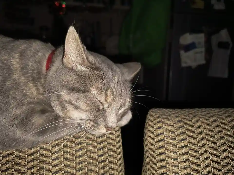 A gray tabby cat with a red collar is sleeping peacefully with its eyes closed on a textured fabric couch. The background is…