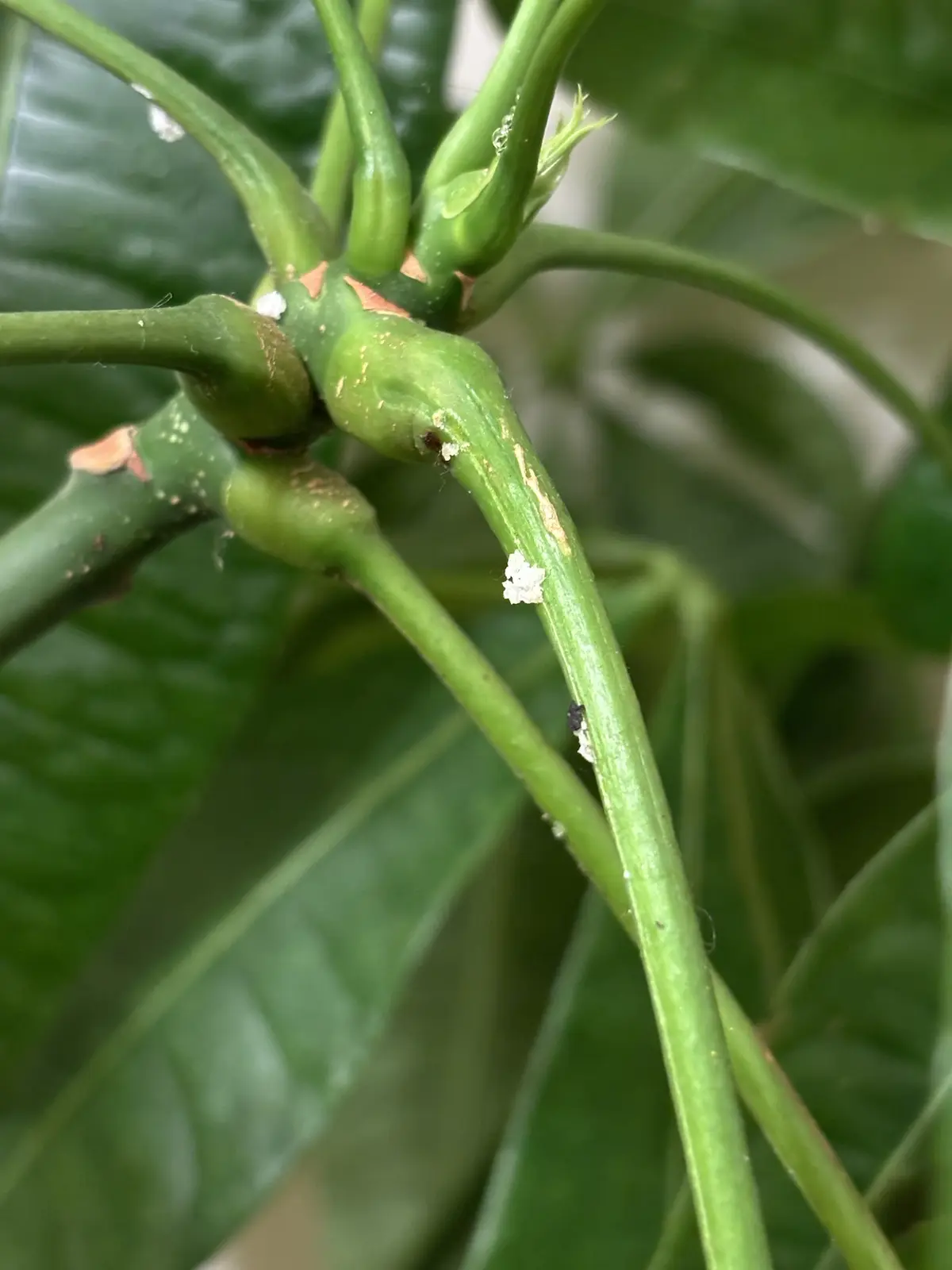 A close-up photo of a green plant stem with small white cottony patches and a tiny black insect, overlaid with the text 'my…