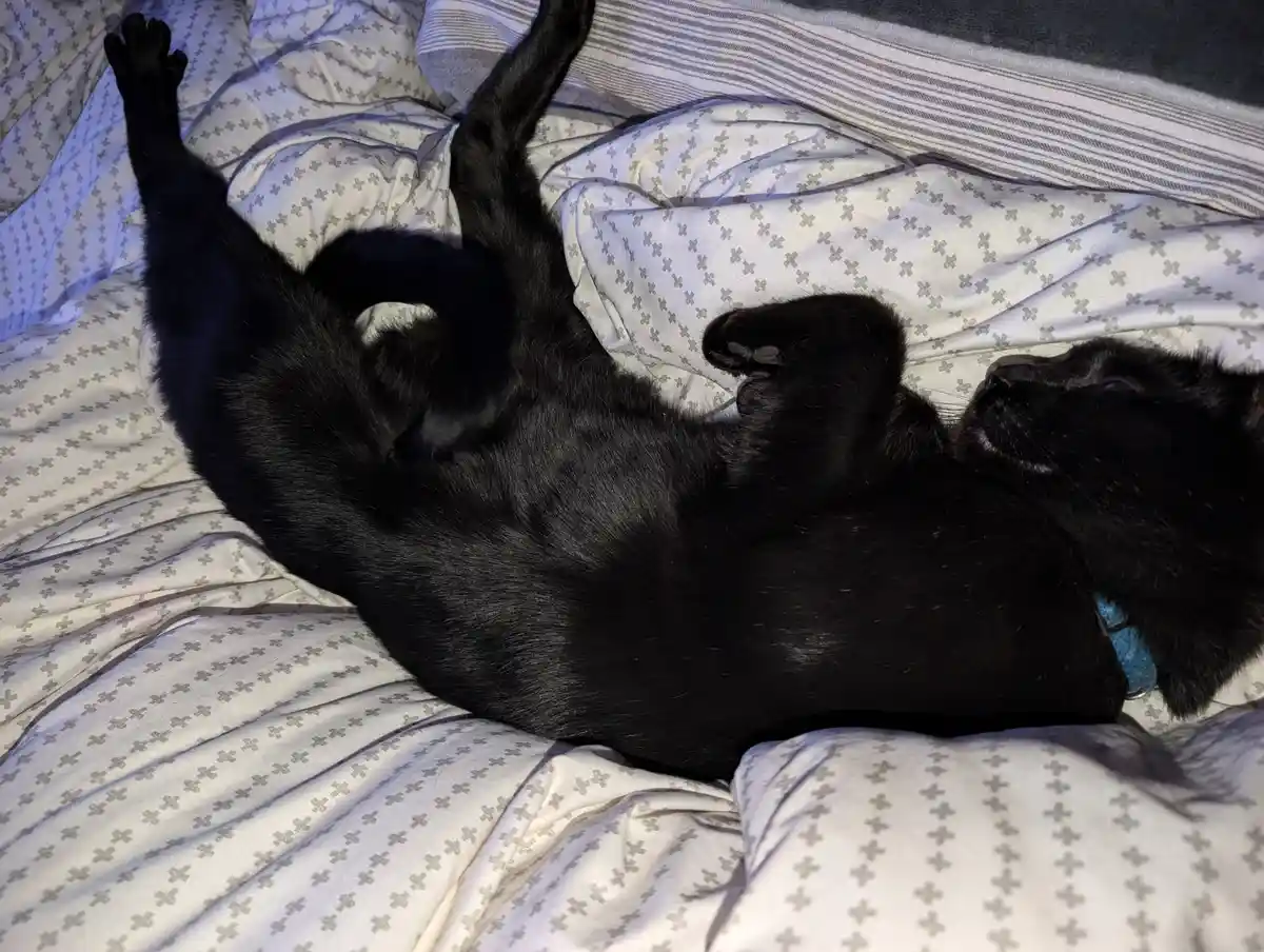 The Comfort of a King-Size Bed