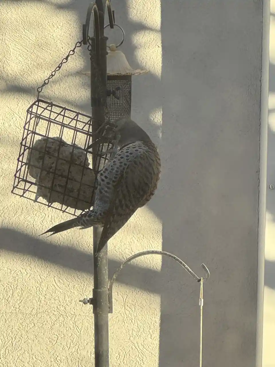 A bird with spotted feathers is perched on a metal pole, facing away from the camera, with its head tucked into a wire cage…