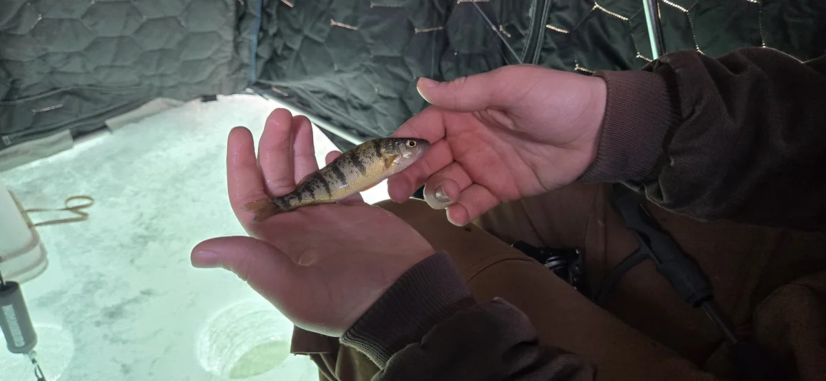 A person holds a small, striped fish with dark vertical bands over a yellowish body, inside what appears to be an ice…