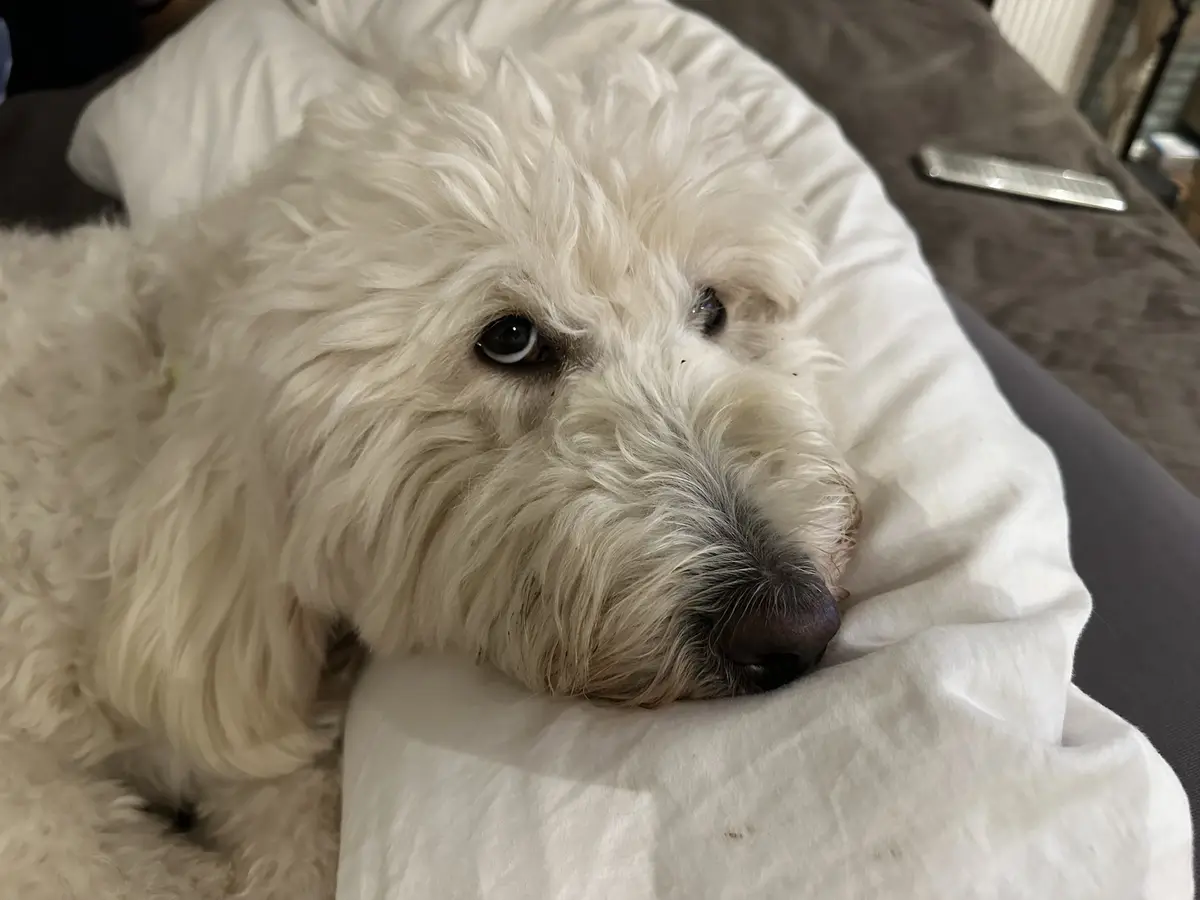 A fluffy white dog with dark eyes and nose rests its head on a white pillow on a dark gray couch, looking directly at the…
