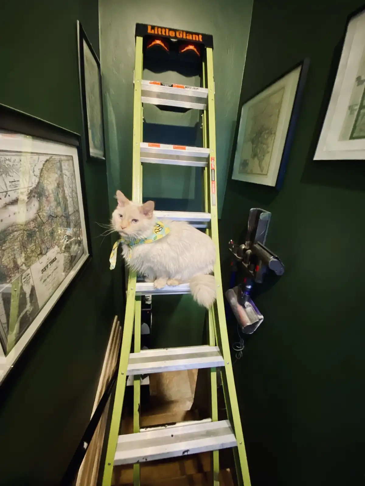 A fluffy white cat wearing a yellow and blue patterned bandana sits calmly on a green Little Giant ladder in a narrow…