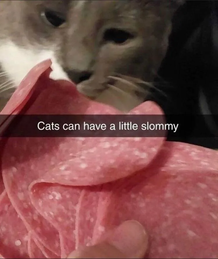 A close-up photo shows a gray and white cat sniffing or nibbling on a pile of pink pepperoni-style deli meat. A human finger…