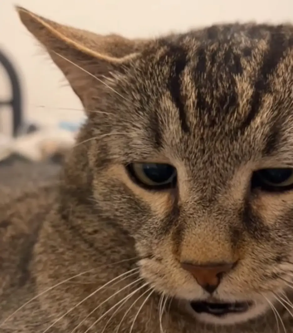 A close-up of a tabby cat with a grumpy, unimpressed expression, its eyes half-lidded and mouth slightly open. The overlaid…