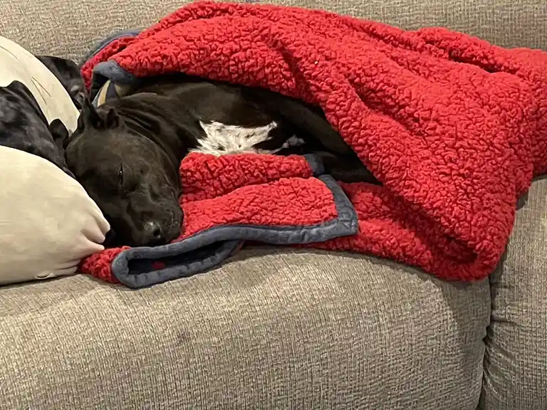 A black dog with a white patch on its chest is sleeping soundly on a gray couch, partially covered by a red fleece blanket…