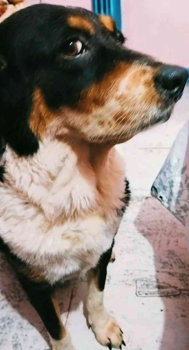 a close-up photo of a black, tan, and white dog looking upward with a slightly tilted head and an expression that appears to…
