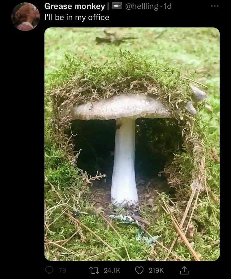 A close-up photo shows a large white mushroom growing in a mossy forest floor, with its cap forming a natural archway. The…