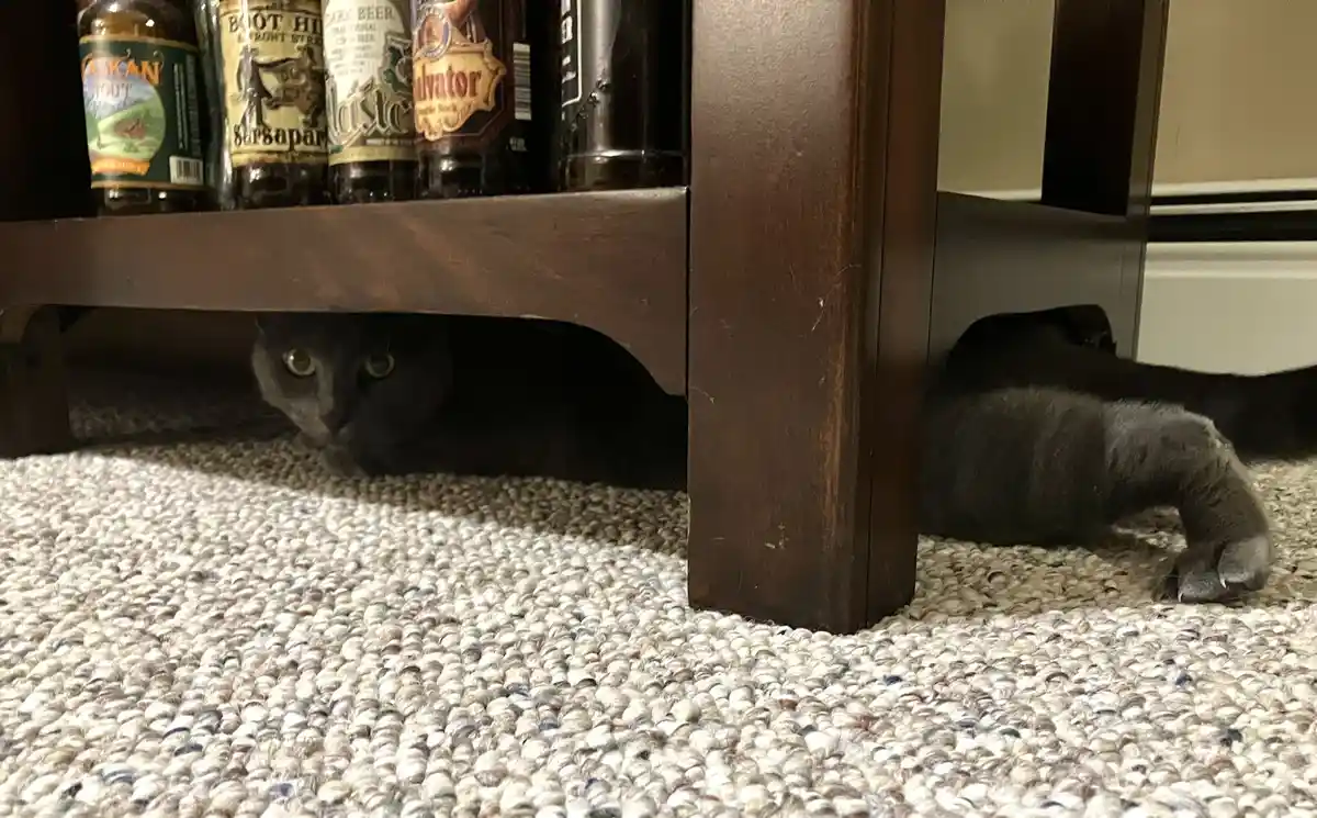 A gray cat is partially hidden under a dark wooden table, with only its head and front paws visible on a textured carpet…