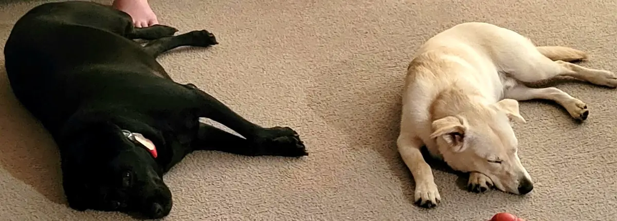 The Most Adorable Floofs You’ll Ever See