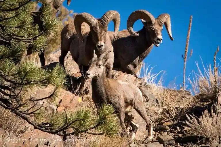 Three bighorn sheep stand on a rocky hillside under a clear blue sky, with pine branches framing the left side. Two large…