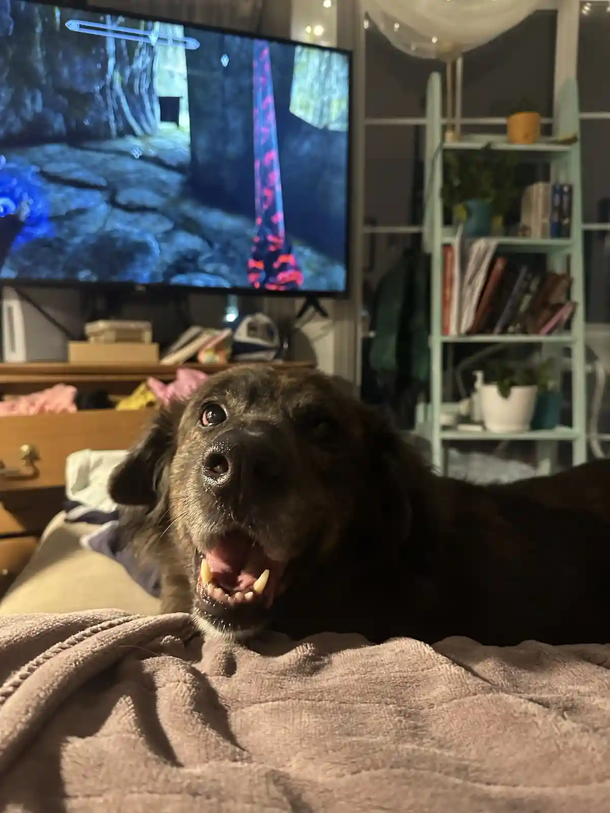 A dark-furred dog lies on a bed, looking directly at the camera with its mouth open and teeth showing, appearing to be…