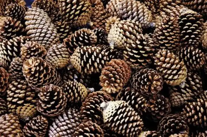 Cheer for Team Pinecone!