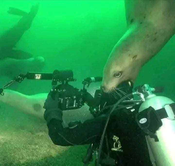 An underwater photo shows a scuba diver in full gear holding a camera, with a seal swimming close to their face and…