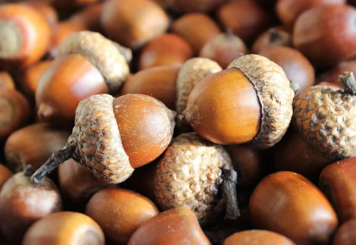 Classic prank alert: Deez Nutz!!!