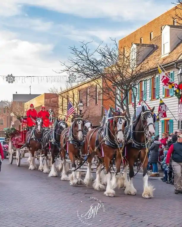 A large, decorated horse-drawn carriage with multiple brown and white horses is moving down a brick street lined with…