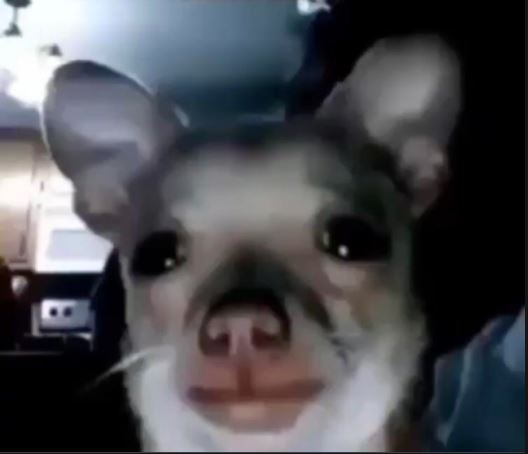 A close-up, slightly blurry image of a dog with large, expressive eyes and perked ears, looking directly at the camera. The…