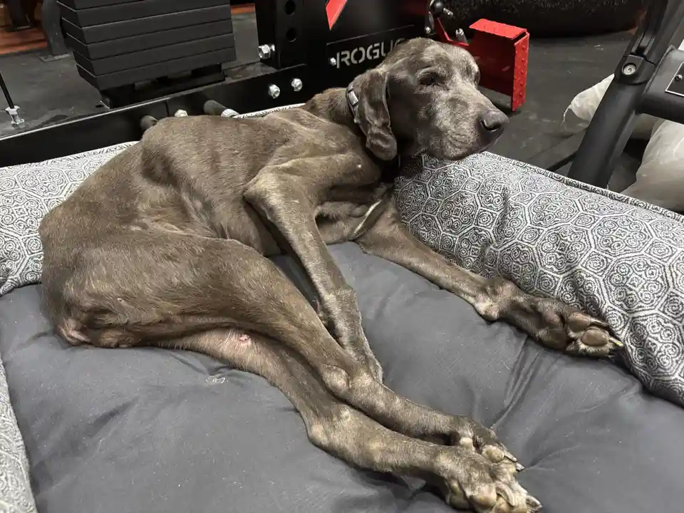 A large, grey-coated dog with long legs is lying on a patterned dog bed in a gym, looking tired and unbothered. Behind it…