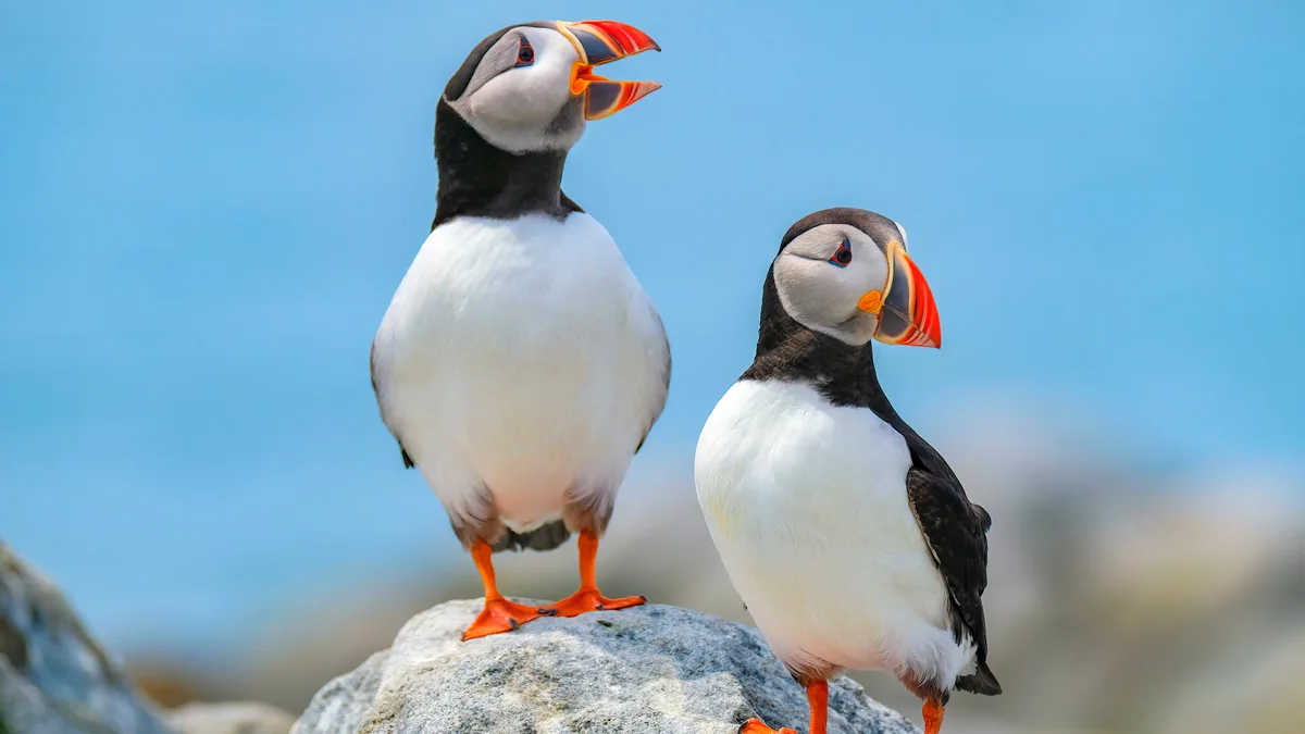 On Machias Seal Island, a disputed territory between the US and Canada, a pair of puffins join other seabirds like terns and…