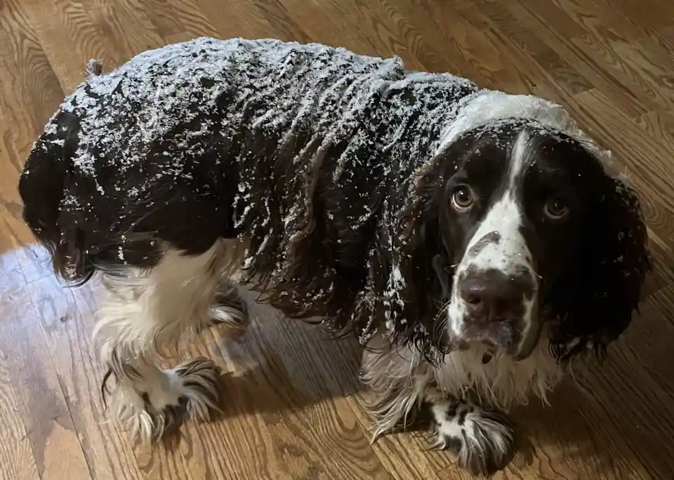 A black and white dog with long floppy ears and a fluffy coat is covered in snow, standing on a wooden floor and looking up…