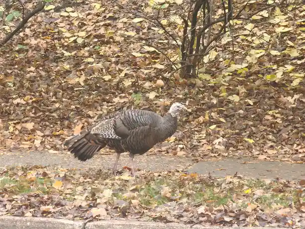 A wild turkey stands on a paved path surrounded by fallen autumn leaves, looking alert. The image has text overlaid that…