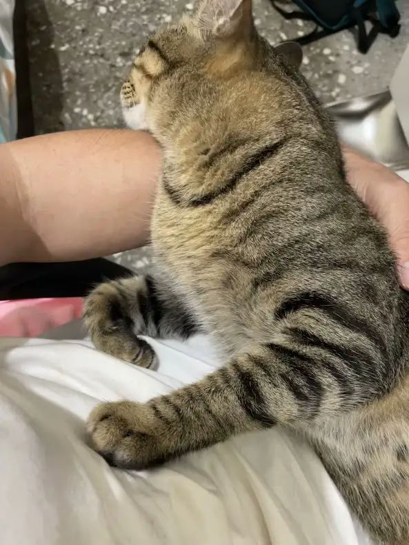A tabby cat with dark stripes is being held by a person's arm, sitting on white fabric, looking away. The overlaid text…