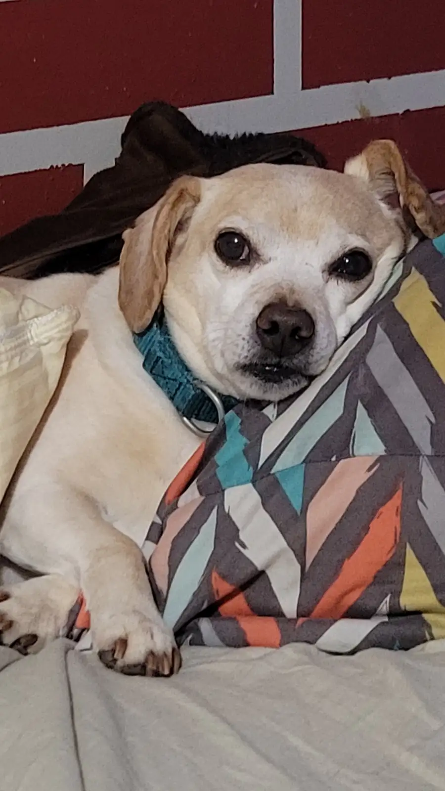 A light-colored dog with floppy ears and a blue collar lies on a bed, partially covered by a colorful geometric-patterned…