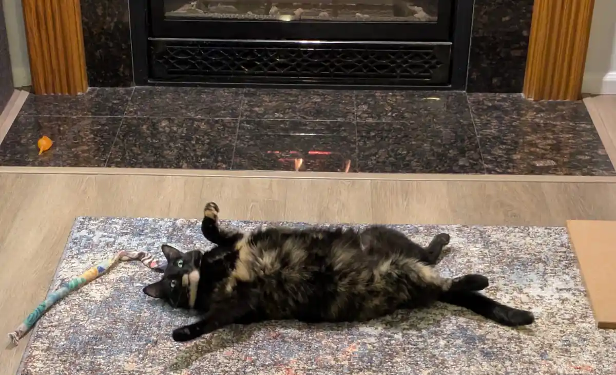 A tortoiseshell cat lies on its back on a patterned rug in front of a fireplace, one paw raised, looking relaxed. An orange…