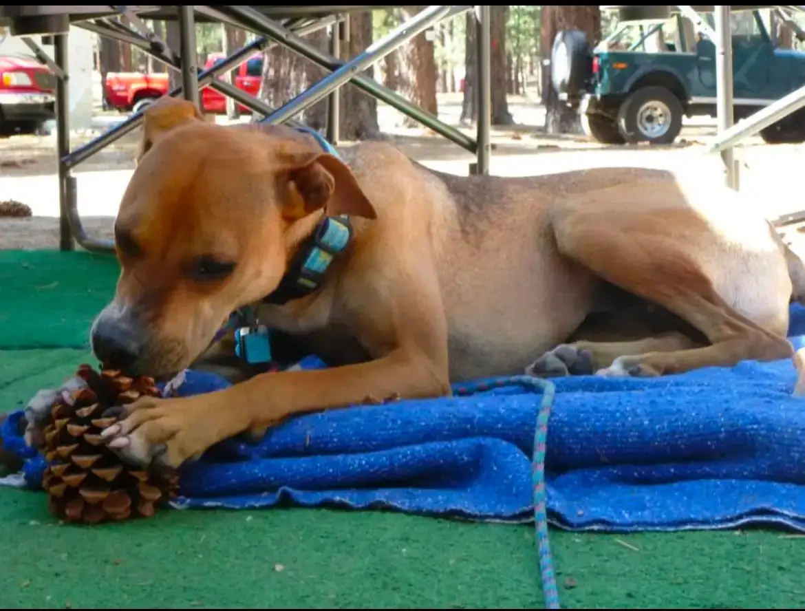 A tan dog wearing a blue collar lies on a blue towel outdoors, holding a pinecone with its paws and chewing on it. The…