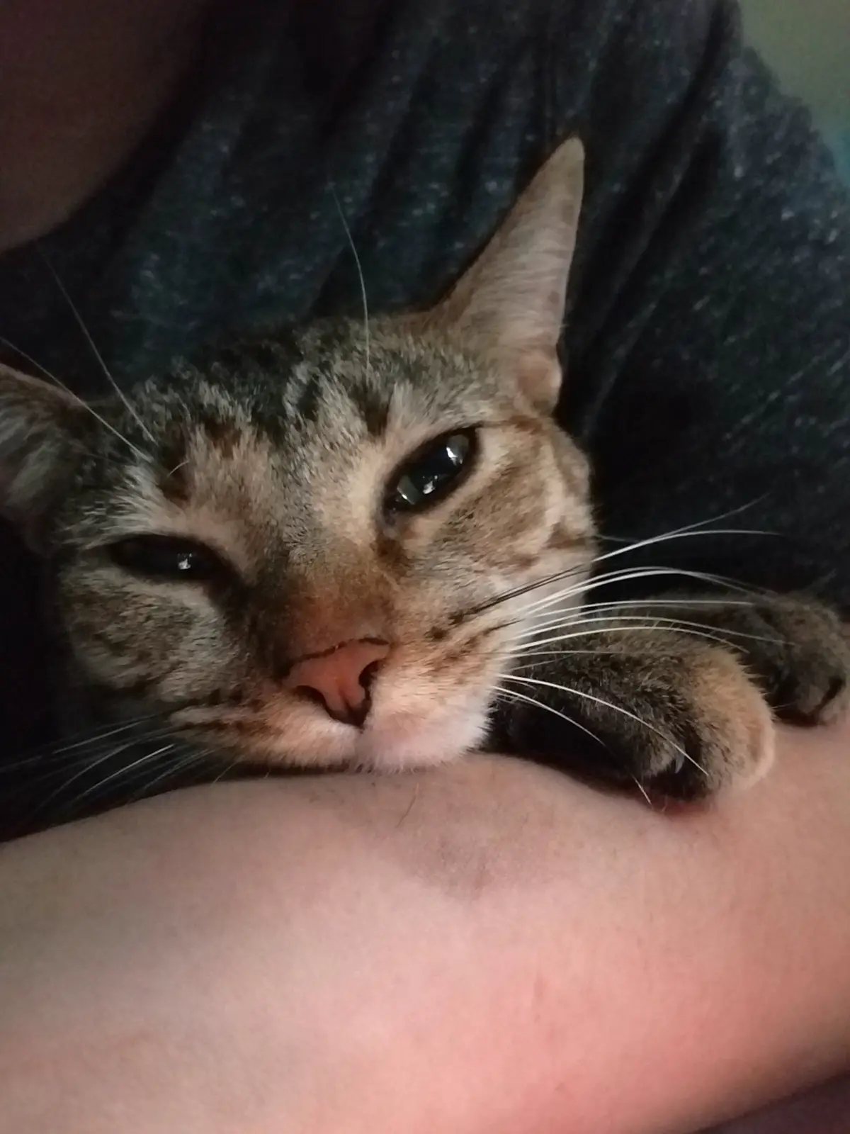 A tabby cat with one eye half-closed and the other open rests its head and paw on a person's arm, looking sleepy and…