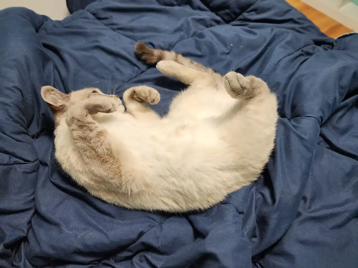 A light-colored cat with gray markings is lying on its back on a rumpled blue blanket, exposing its belly and stretching its…