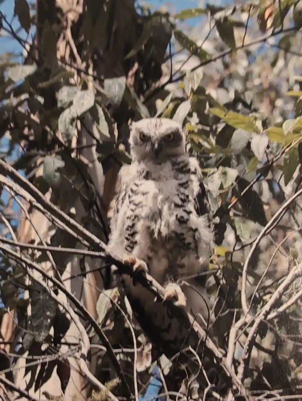 Encountering the Majestic Owl Yesterday