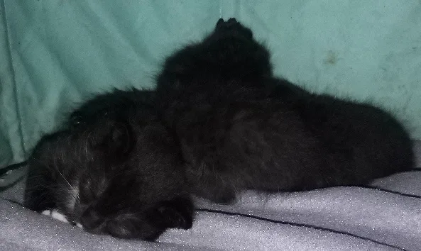 a black cat is curled up and sleeping on a gray blanket against a teal background. The cat's eyes are closed and its body is…