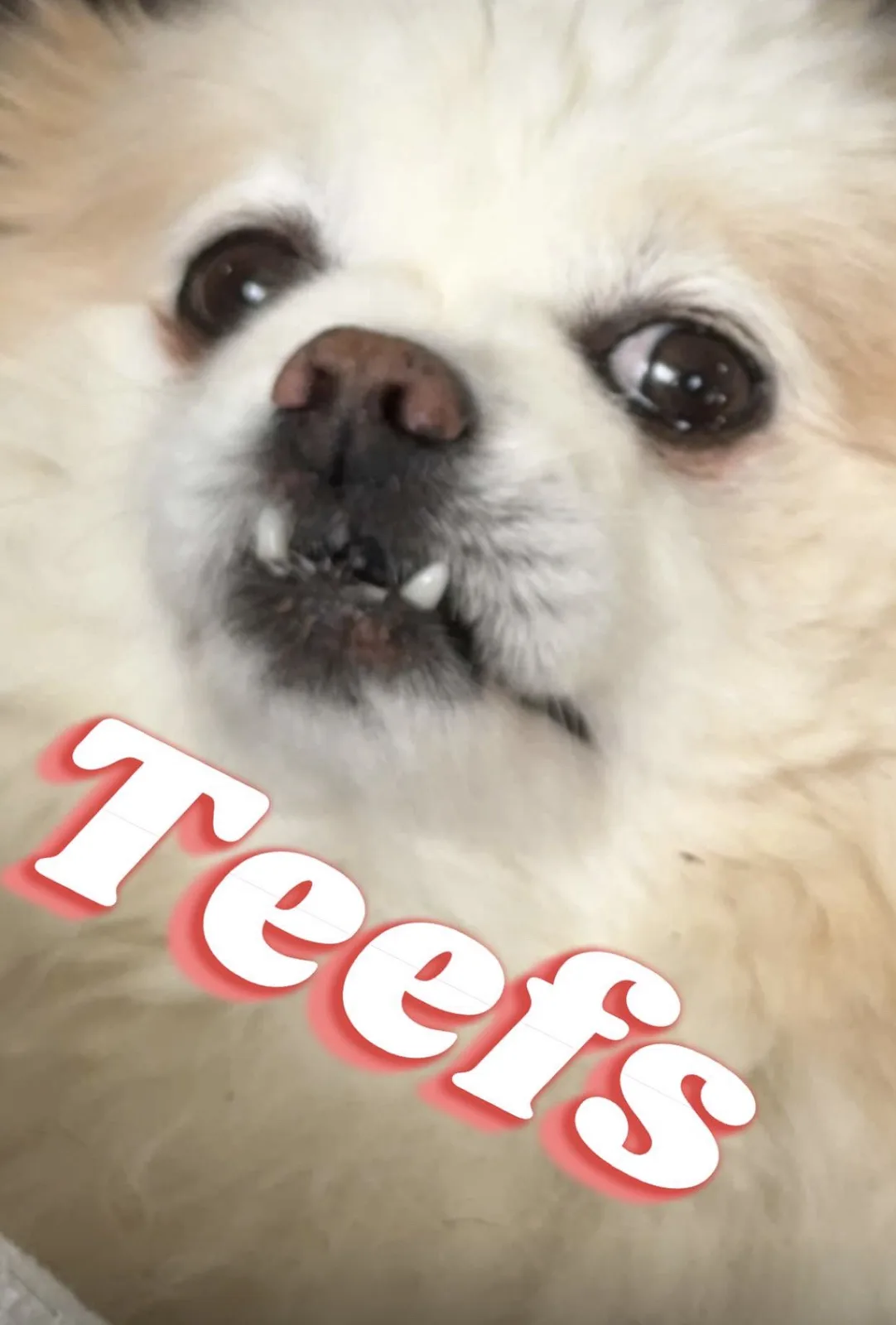 A close-up photo of a fluffy white dog with large, expressive brown eyes and its mouth slightly open, revealing small white…