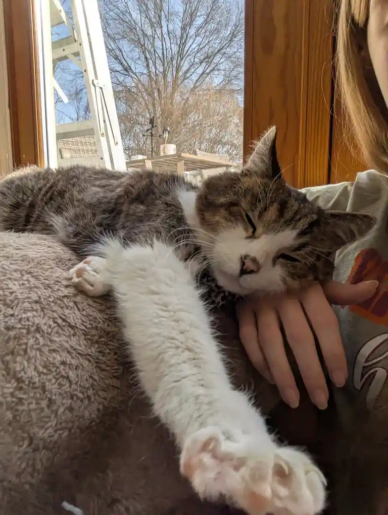 A brown and white tabby cat is sleeping soundly with its eyes closed, nestled against a person's chest and hand. The cat's…